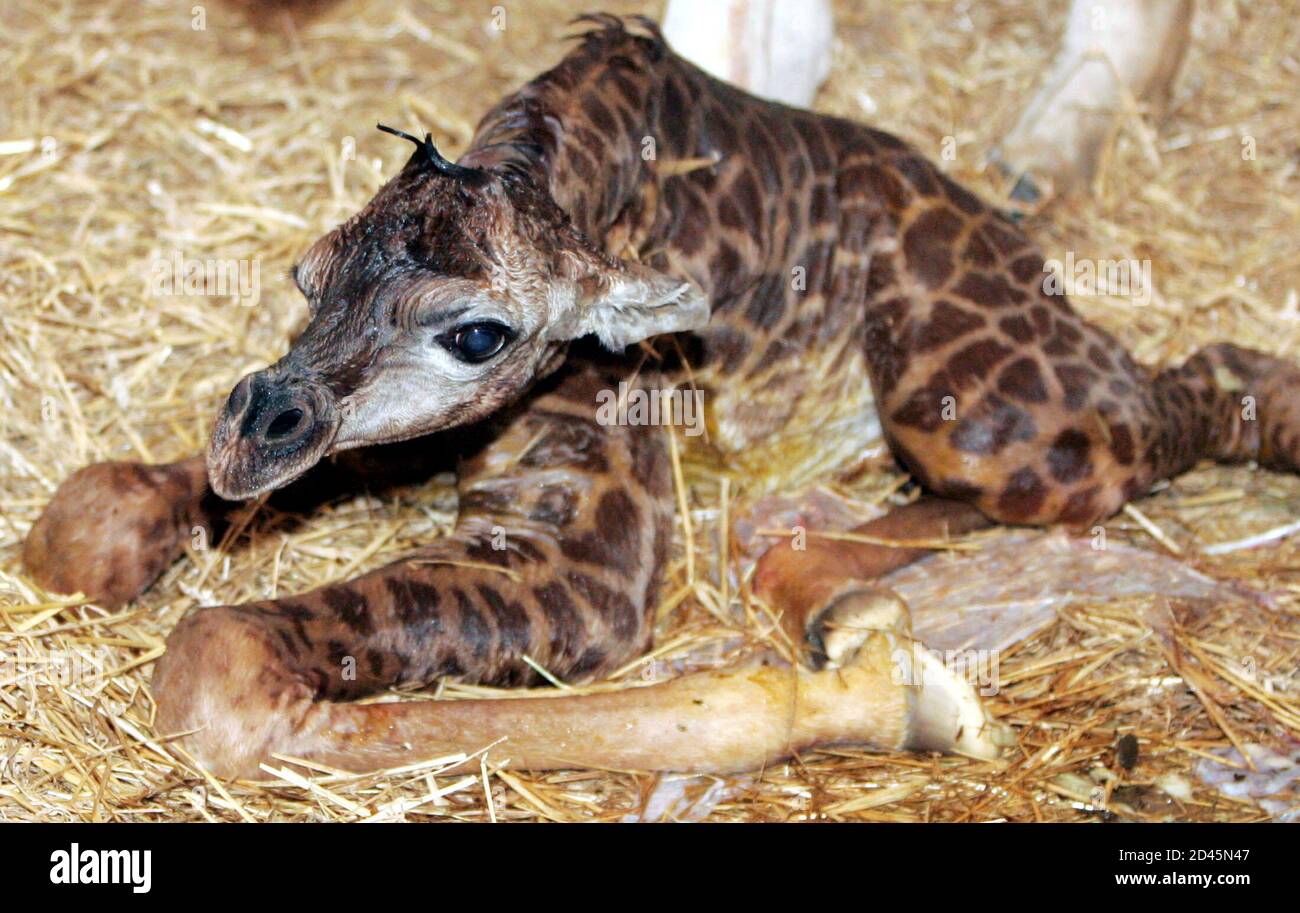 Сколько всего детенышей жирафа родилось за два. Новорожденный Жираф. Детеныш жирафа. Беременный Жираф. Рождение жирафа.