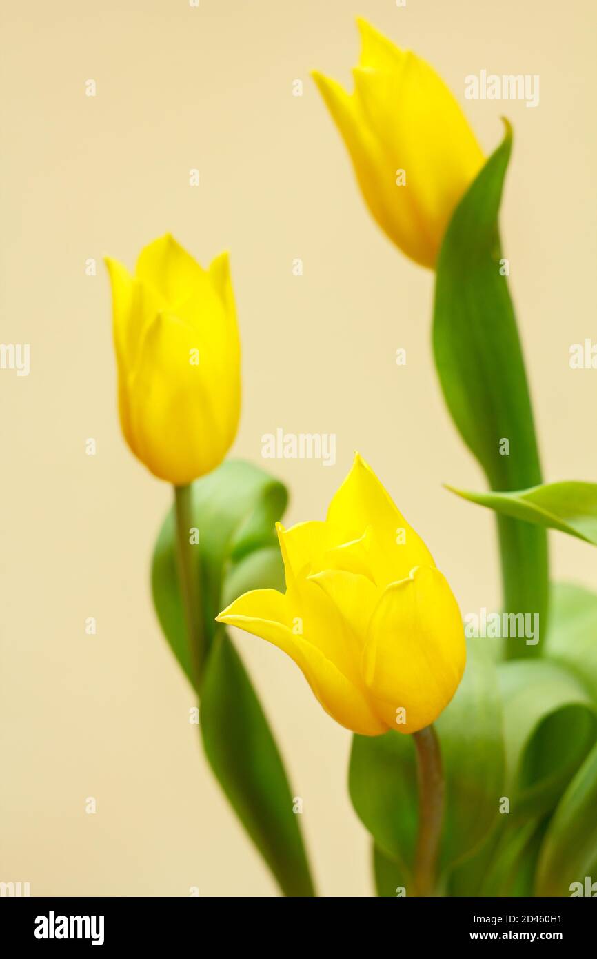 Bouquet of yellow tulips with green leaves on the yellow background ...