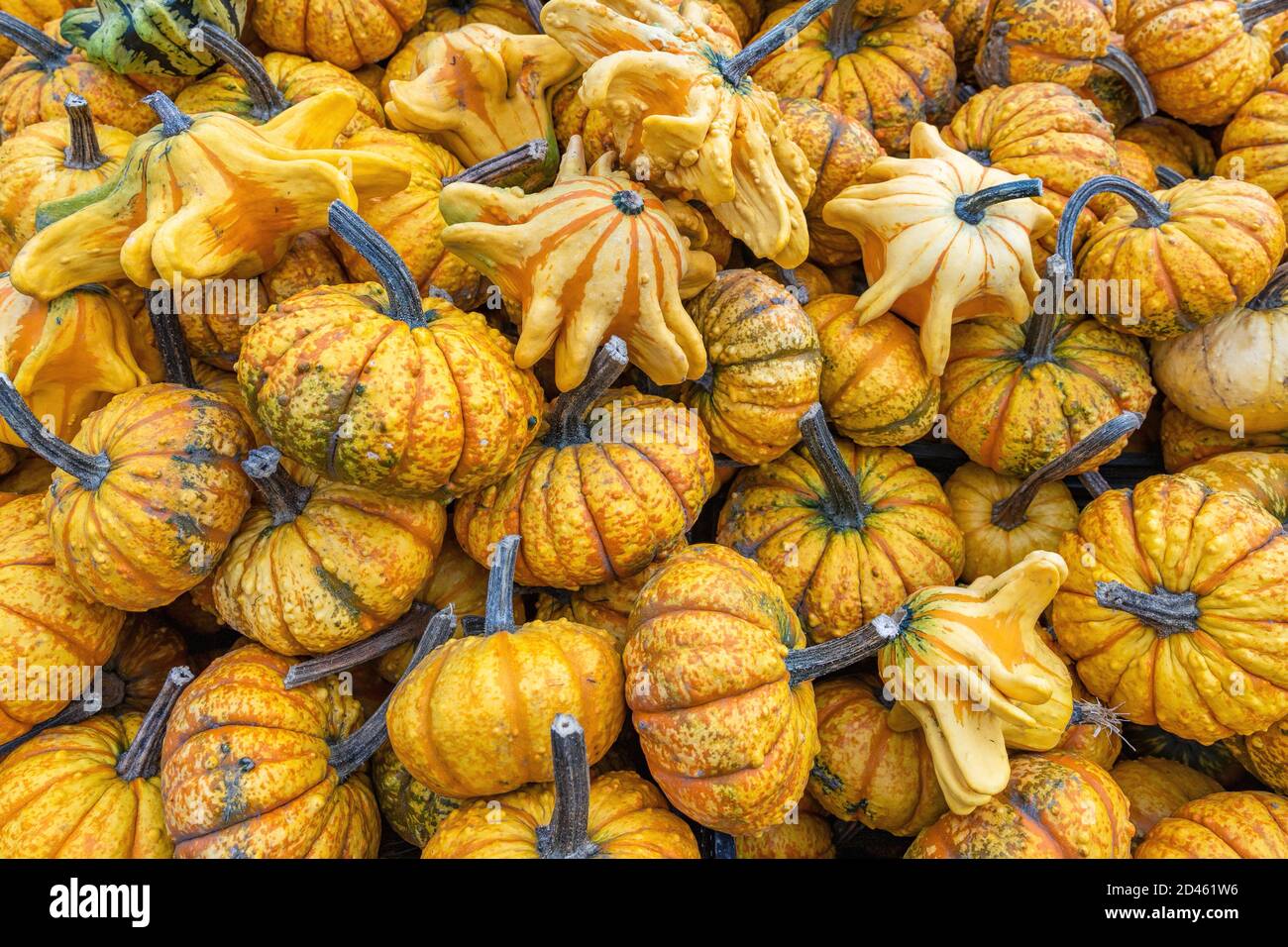 Pile of different size and shape pumpkins for sale at market Stock ...