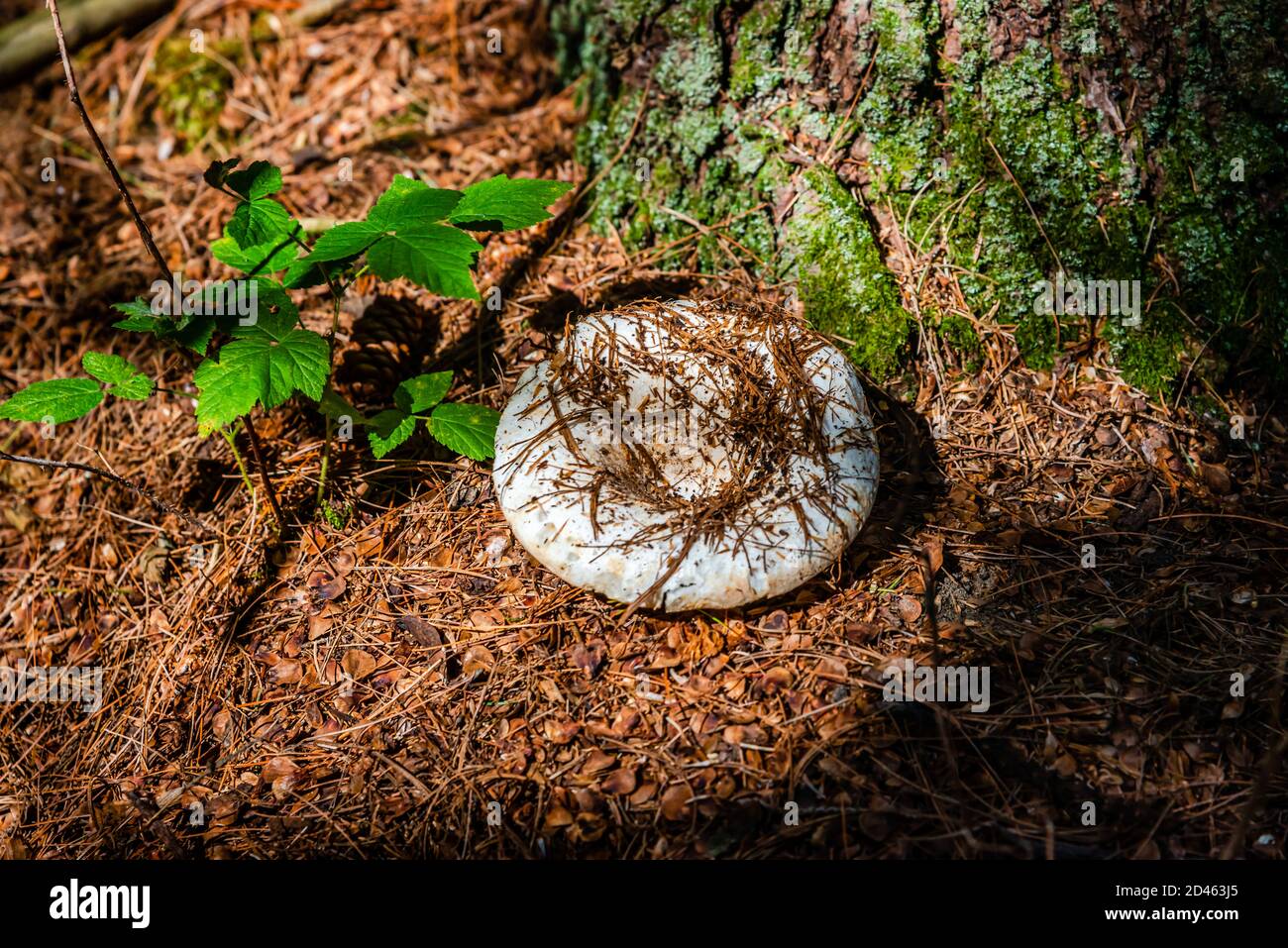 Fleecy milk mushroom in the forest Stock Photo