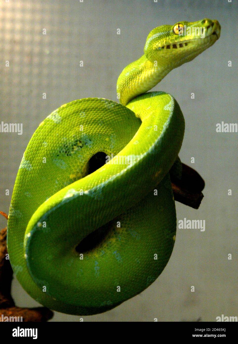 Shanghai natural wild insect kingdom hi-res stock photography and ...