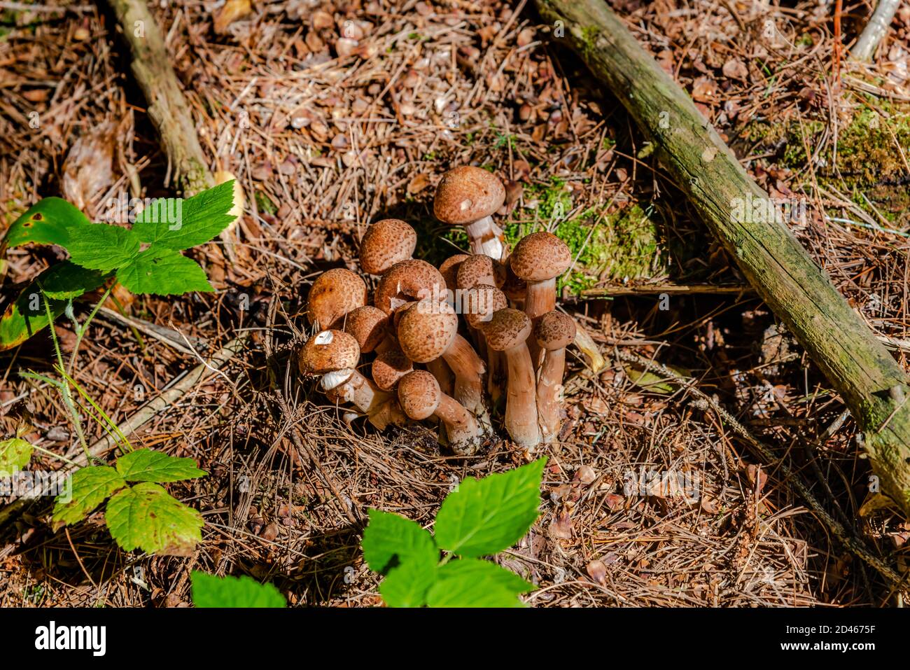 Honey mushrooms in the forest Stock Photo Alamy