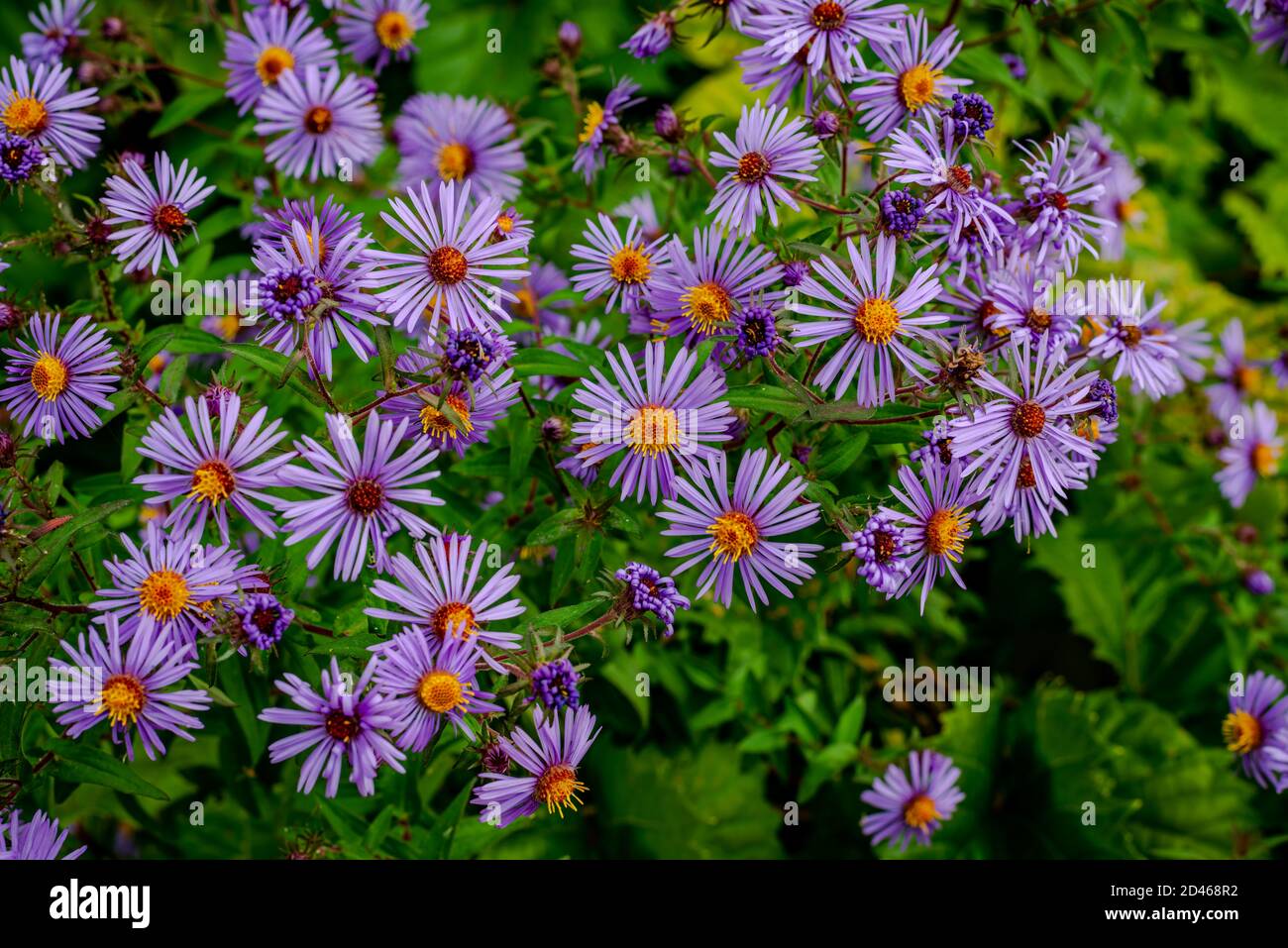 Wild asters flowers hi-res stock photography and images - Alamy