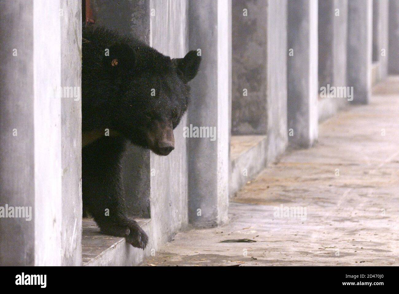 An Asiatic black bear steps out of a cage into a bamboo sanctuary during the launching of the An Asiatic black bear steps out of a cage into a bamboo sanctuary during the launching of the