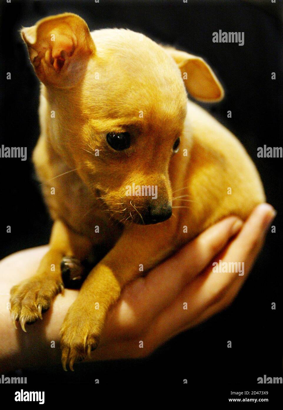 A Miniature Pinscher puppy sits on a visitor's palm on the last day of the 1st China Pet Carnival in Shanghai March 28, 2004. Dog ownership, banned under the rule of the late Mao Zedong as a bourgeois pastime, was legalised only a few years ago as higher living standards allowed many people to afford pets, including imported breeds. REUTERS/Claro Cortes IV  CC/SH Stock Photo