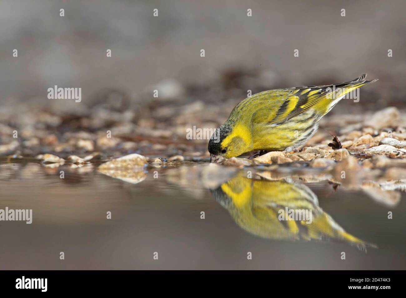 A siskin drinks on a temporary puddle into a pine forest Stock Photo