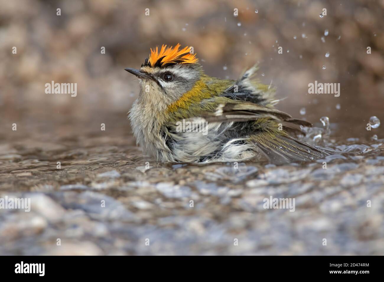 A fire crest takes a shower Stock Photo