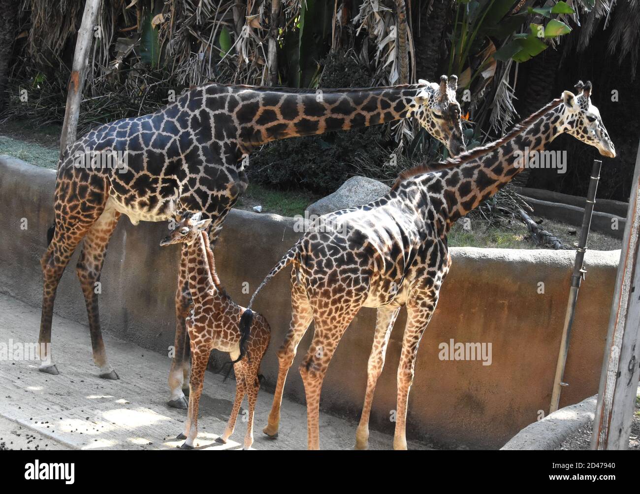Los Angeles, California, USA 8th October 2020 A New Male Baby Masai