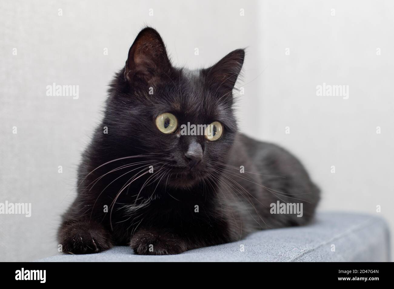 Portrait of a black cat with yellow eyes on the sofa Stock Photo - Alamy