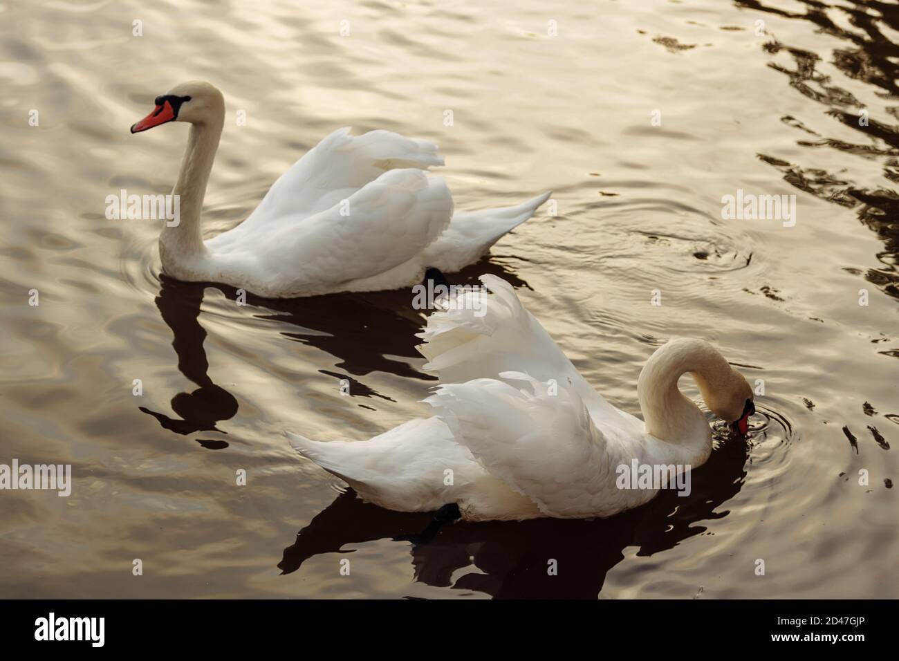 Two white wild swans are swimming on the lake Stock Photo - Alamy