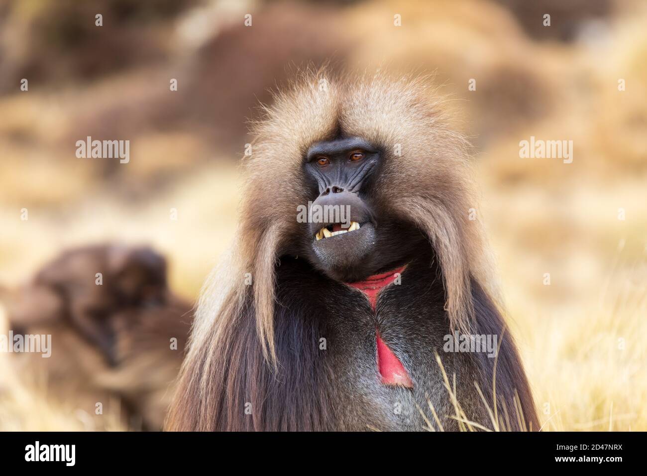 portrait of alpha male of endangered endemic animal monkey Gelada baboon.  Theropithecus gelada, Debre Libanos, Simien Mountains, Africa Ethiopia  wildl Stock Photo - Alamy