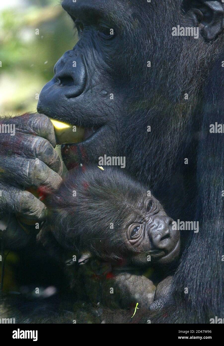 Four week old gorilla baby 'Ituri' rests in the arms of mother Rebecca after the baby left the indoor area of the Frankfurt Zoo for the first time on March 27, 2002. Ituri, whose gender is still unknown, is Rebecca's fifth baby in the last ten years, a world record for gorilla births in captivity. Stock Photo