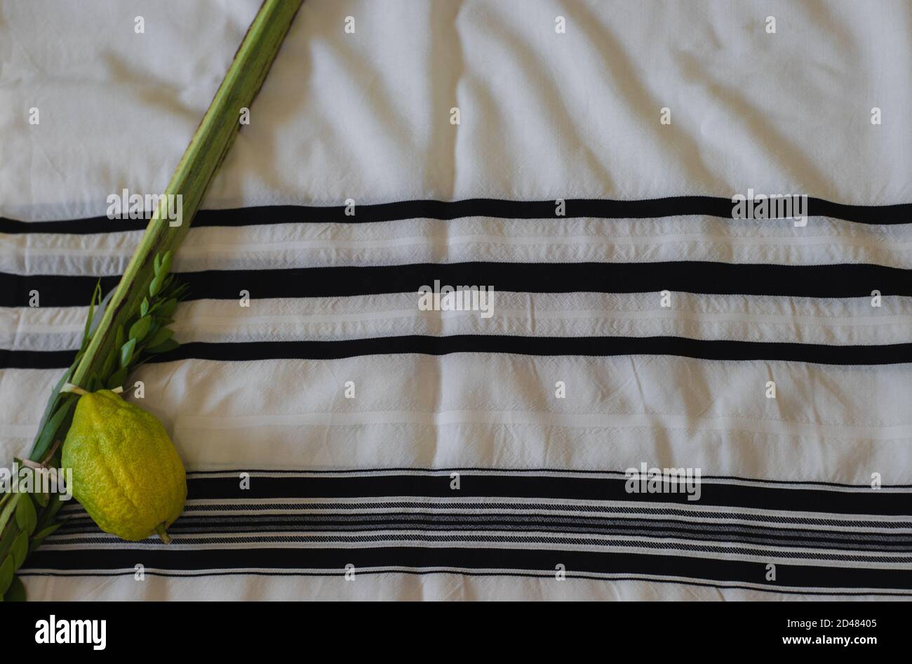 Traditional symbols (The four species): Etrog, lulav, hadas, arava. Against the background of a tallit, On the Jewish holiday of Sukkot Stock Photo