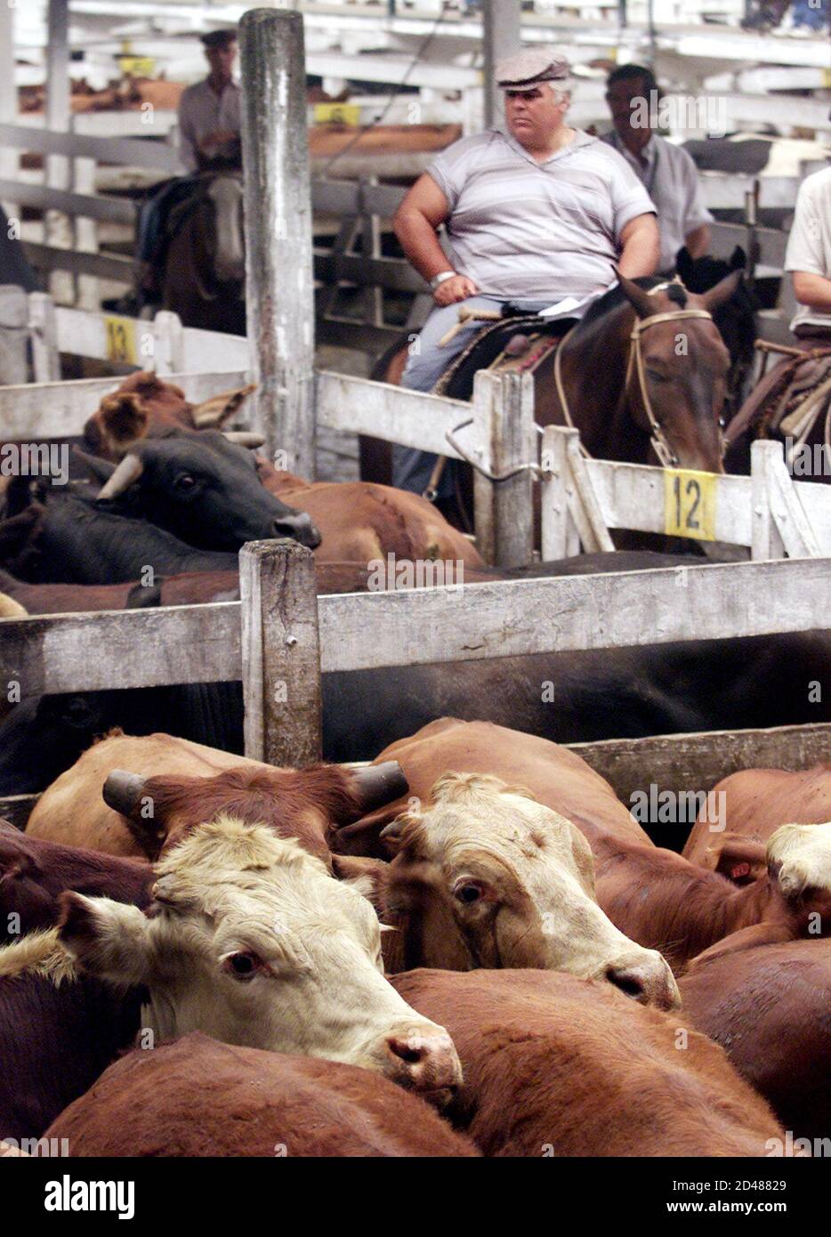 Cattle ranch argentina hires stock photography and images Alamy