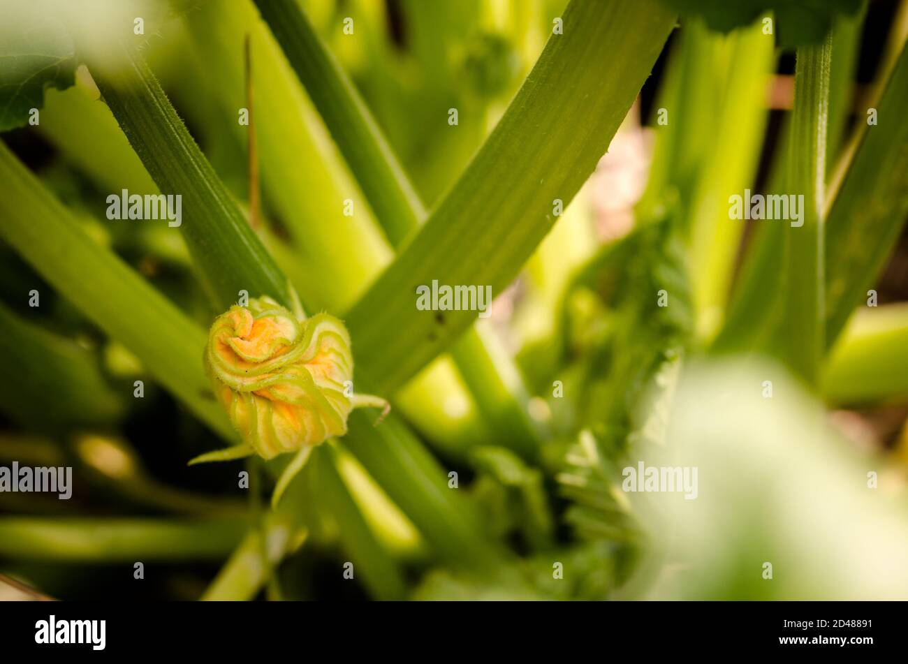 zucchini plant with inflorescence Stock Photo Alamy