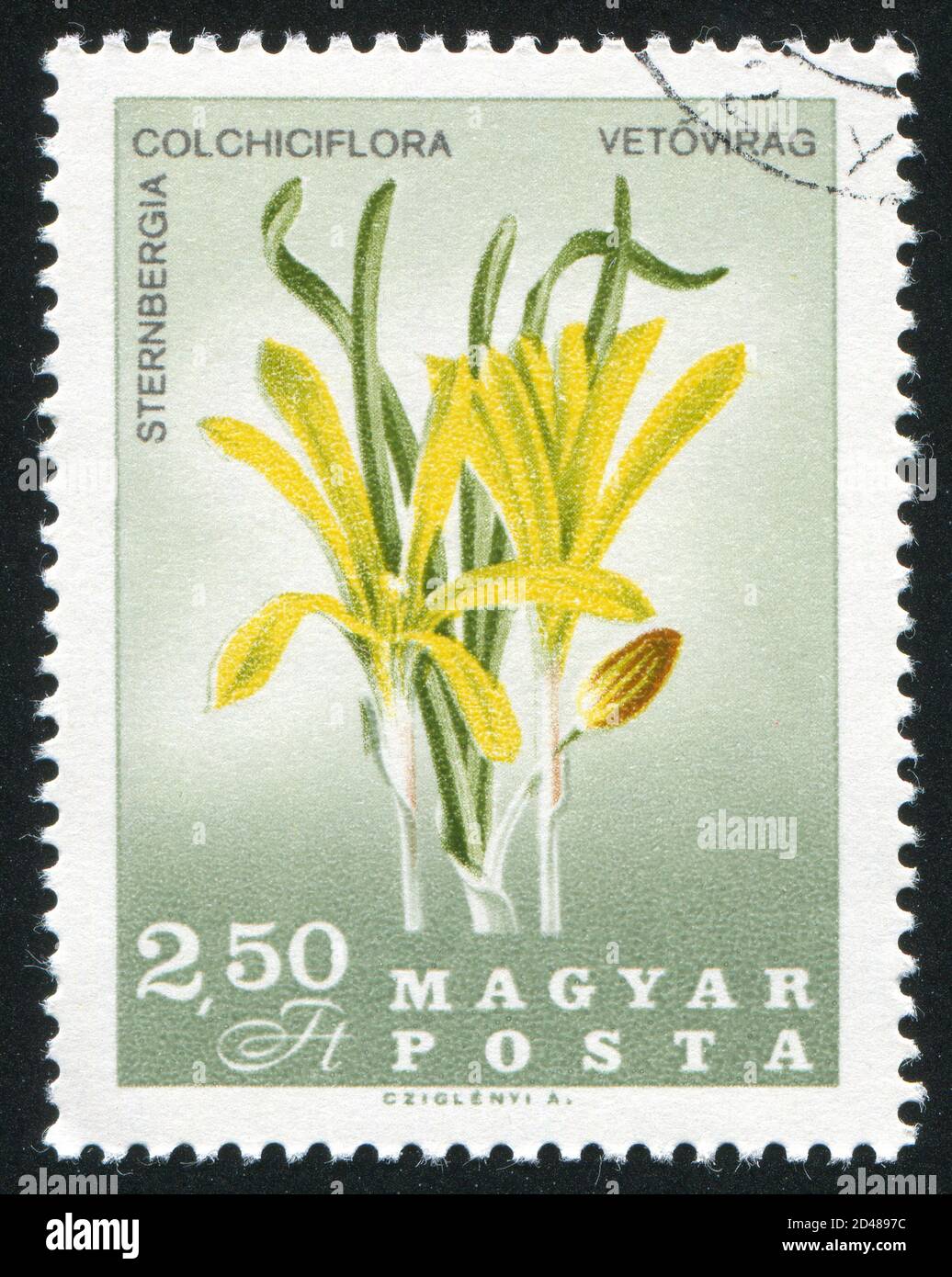 HUNGARY - CIRCA 1967: stamp printed by Hungary, shows Sternbergia colchiciflora, circa 1967 Stock Photo