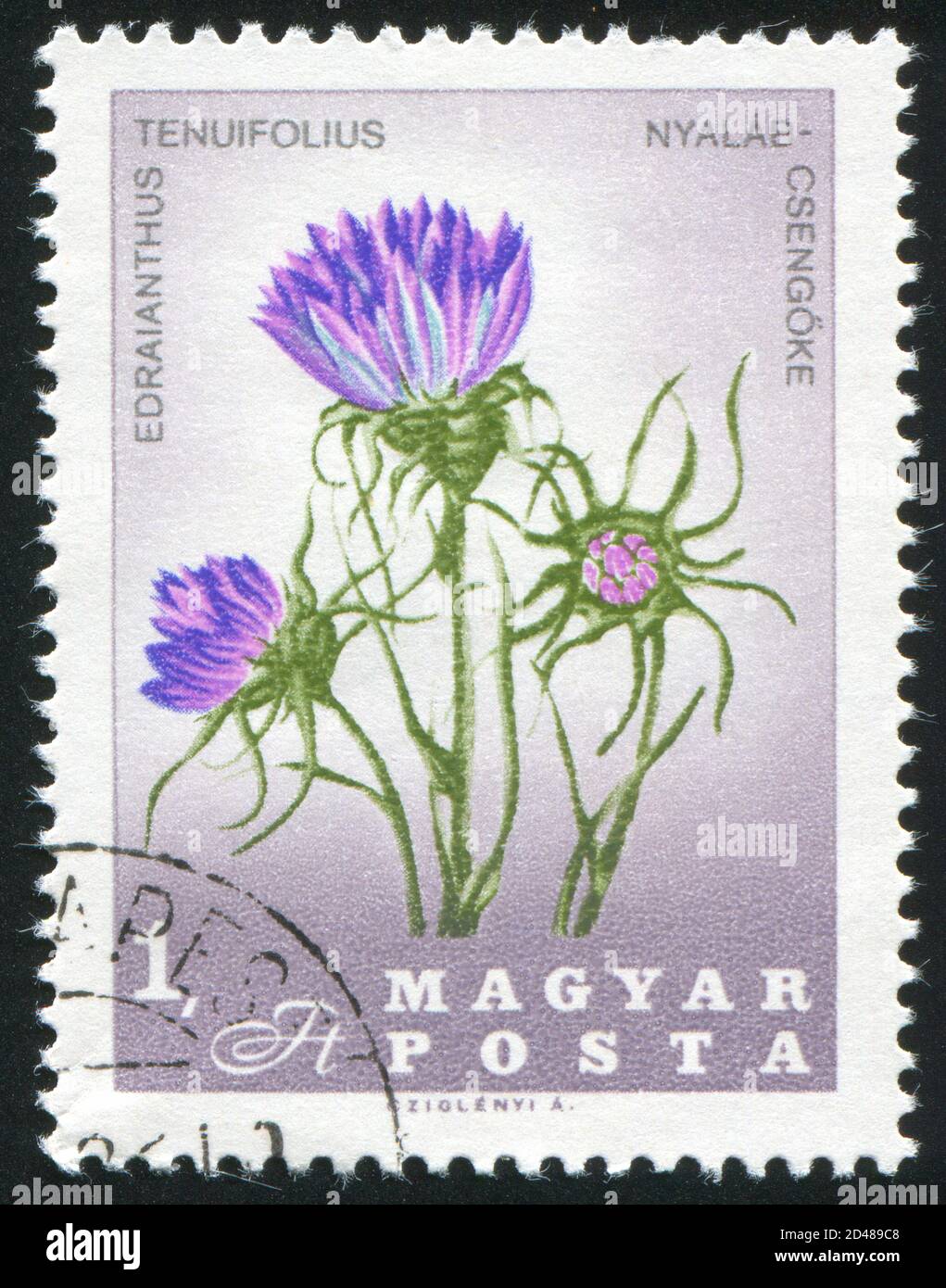 HUNGARY - CIRCA 1967: stamp printed by Hungary, shows Edraianthus tenuifolius, circa 1967 Stock Photo