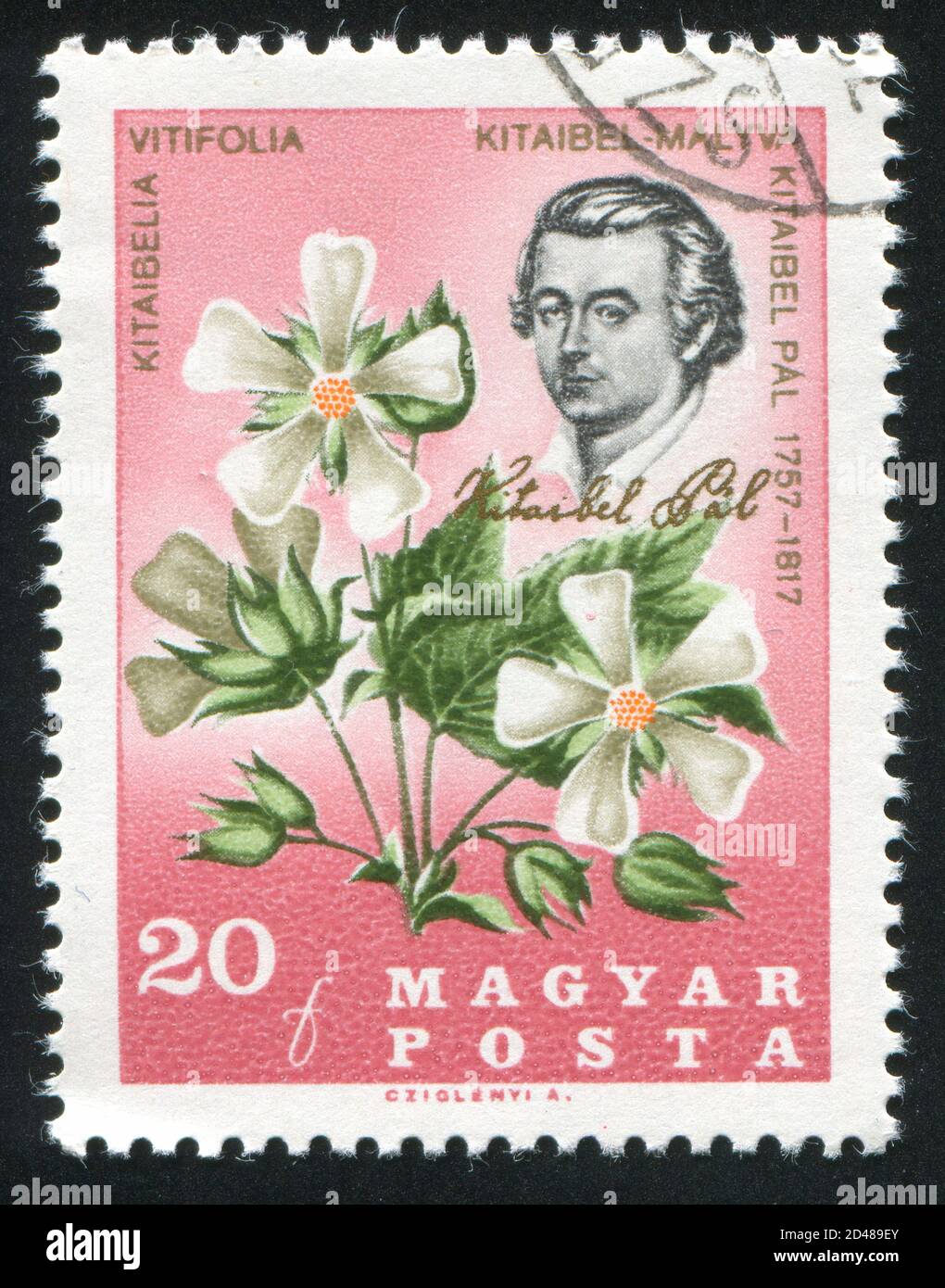 HUNGARY - CIRCA 1967: stamp printed by Hungary, shows Pal Kitaibel and Kitaibelia Vitifolia, circa 1967 Stock Photo