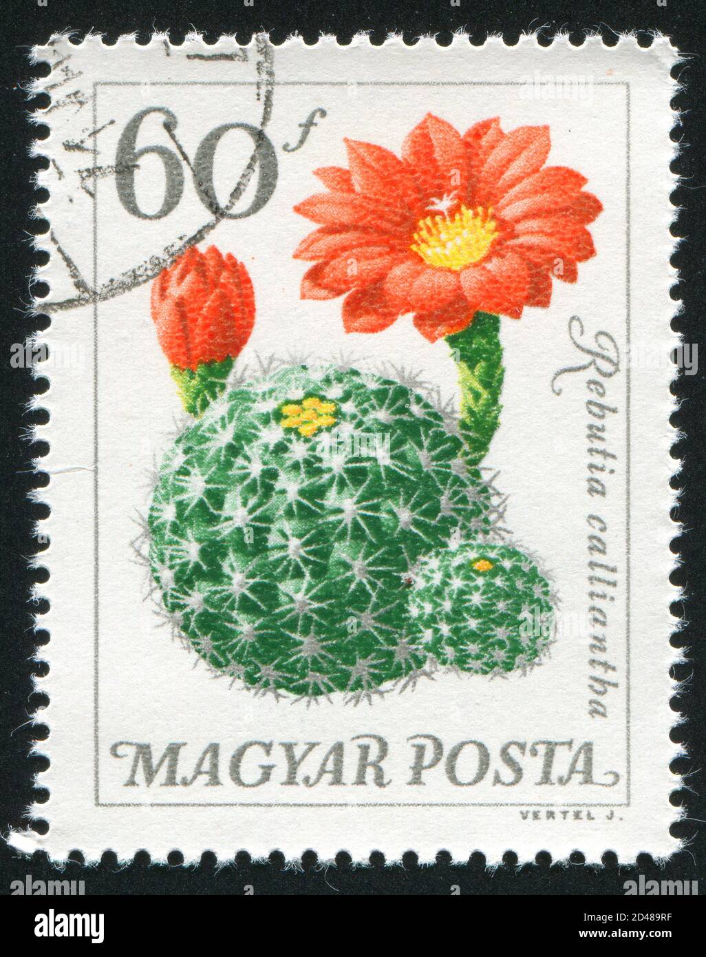 HUNGARY - CIRCA 1965: stamp printed by Hungary, shows Rebutia calliantha, circa 1965 Stock Photo