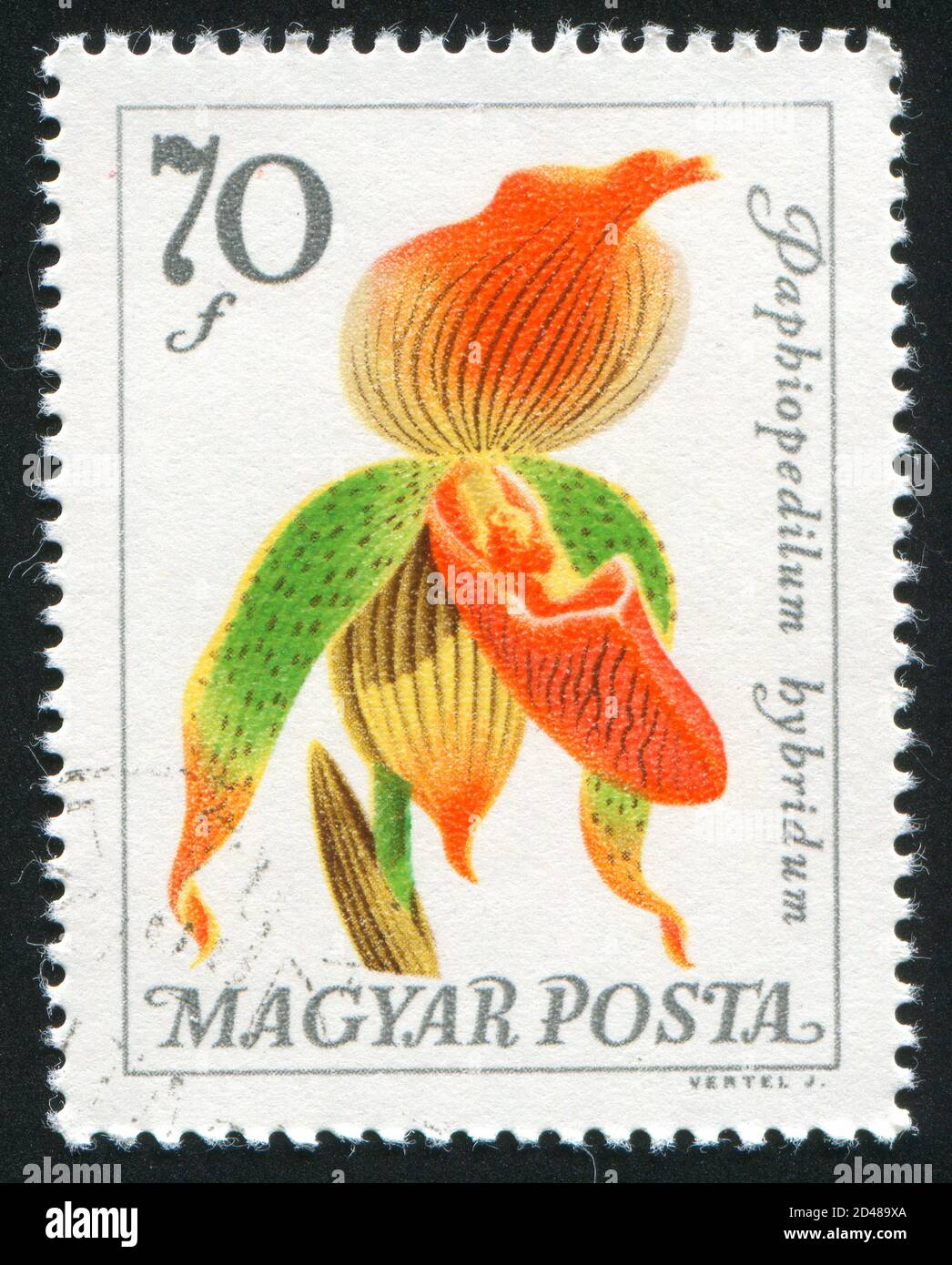HUNGARY - CIRCA 1965: stamp printed by Hungary, shows Paphiopedilum hybridium, circa 1965 Stock Photo