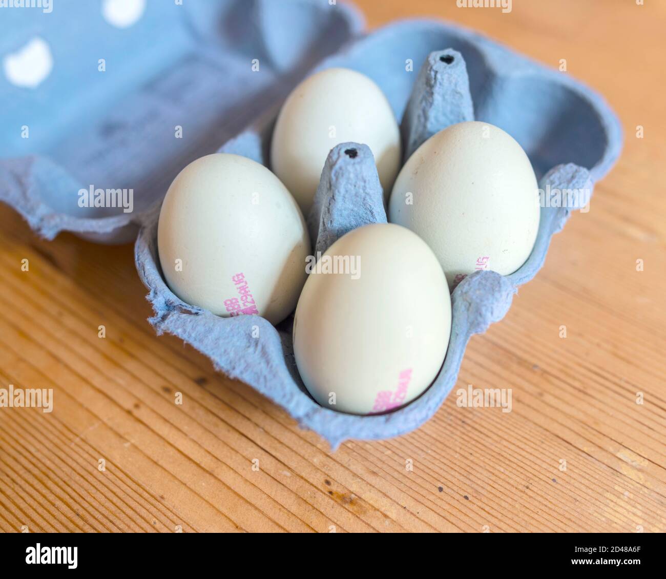 Fresh Organic Free Range Blue Eggs Stock Photo