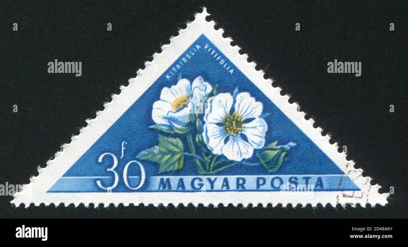 HUNGARY - CIRCA 1958: stamp printed by Hungary, shows Kitaibelia vitifolia, circa 1958 Stock Photo