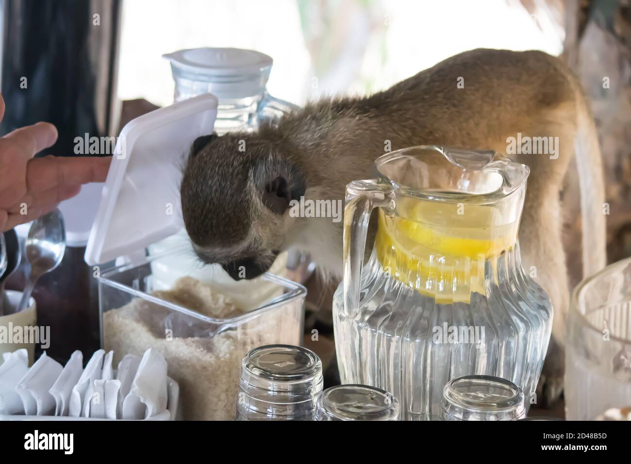 Wild monkey business, an uninvited guest at breakfast brunch in tropical resort at Indian ocean in Africa, Mozambique Stock Photo