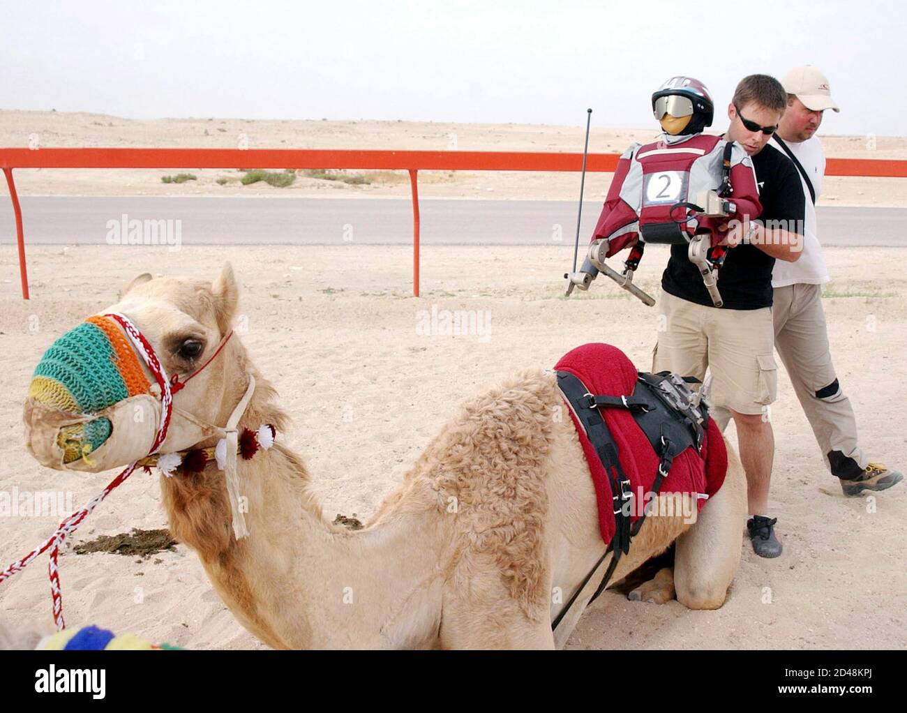 A robot jockey gets placed on a camel during a trial session at the  Shahaniah camel race track in Doha on April 19, 2005. Qatar banned the use  of children in camel