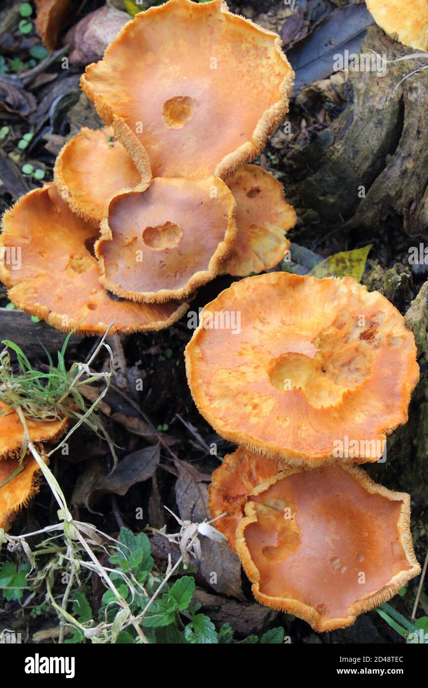 Orange mushroom on a stump in a forest during autumn Stock Photo