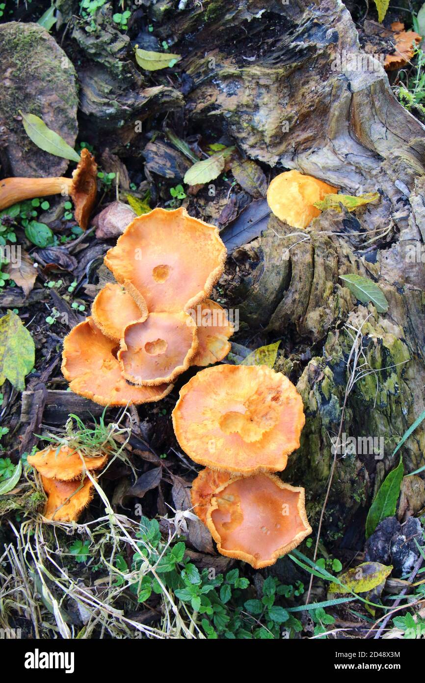 Orange mushrooms on a stump in a forest during autumn Stock Photo