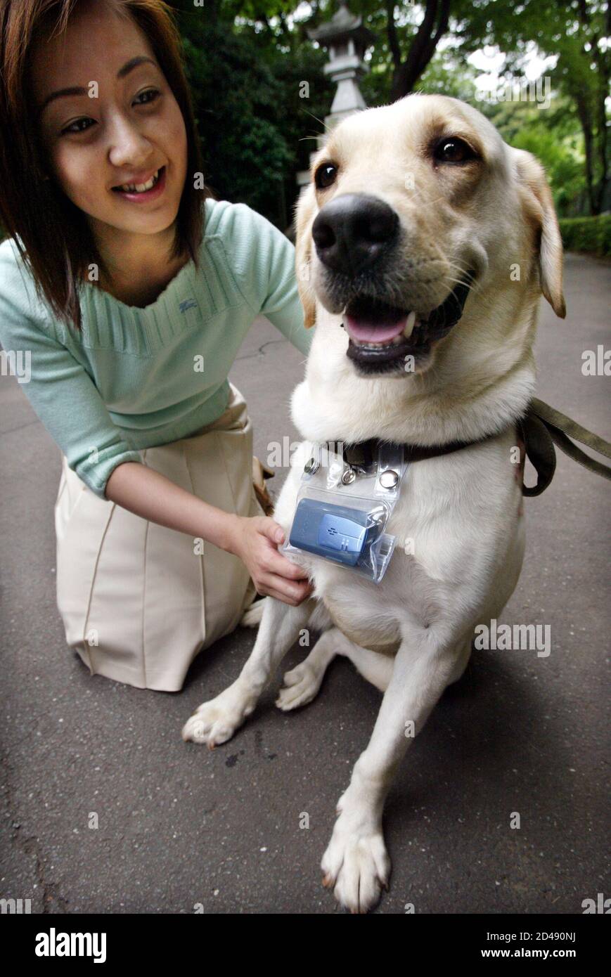 largest labrador retriever