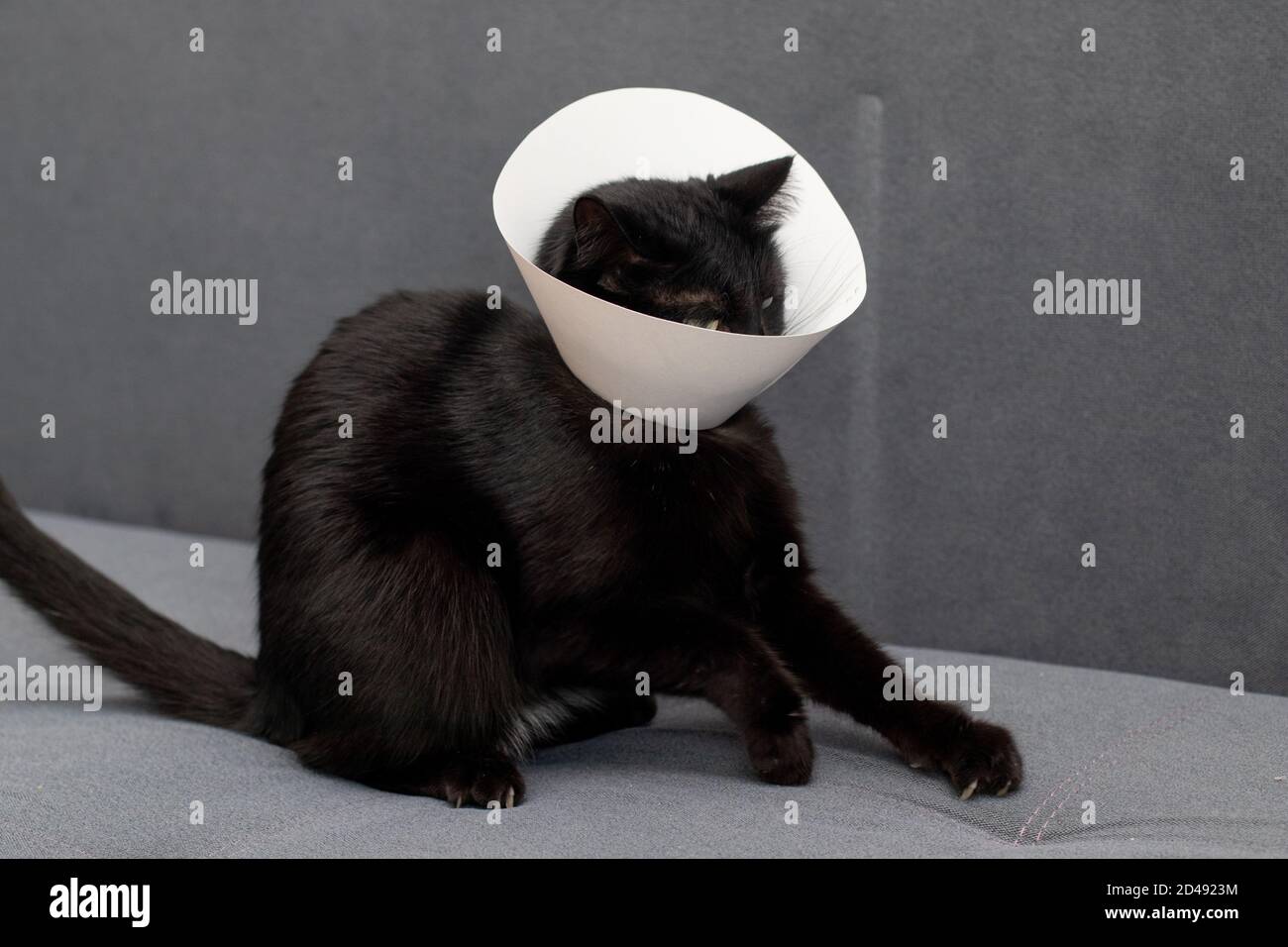Cat resists wearing Elizabethan collar Stock Photo Alamy