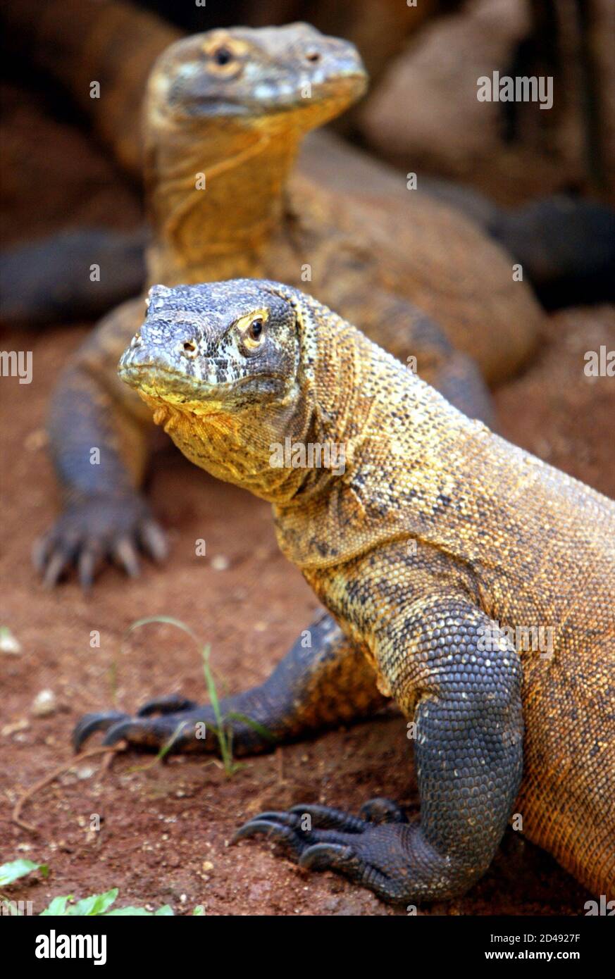Two young Komodo dragons or Varanus komodoensis, the world's largest living  reptile and indigenous to only a few small Indonesian islands, are seen in  Ragunan Zoo in Jakarta March 16, 2004. The