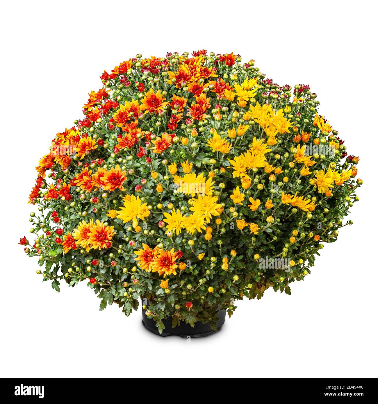 Colorful chrysanthemums hi-res stock photography and images - Alamy