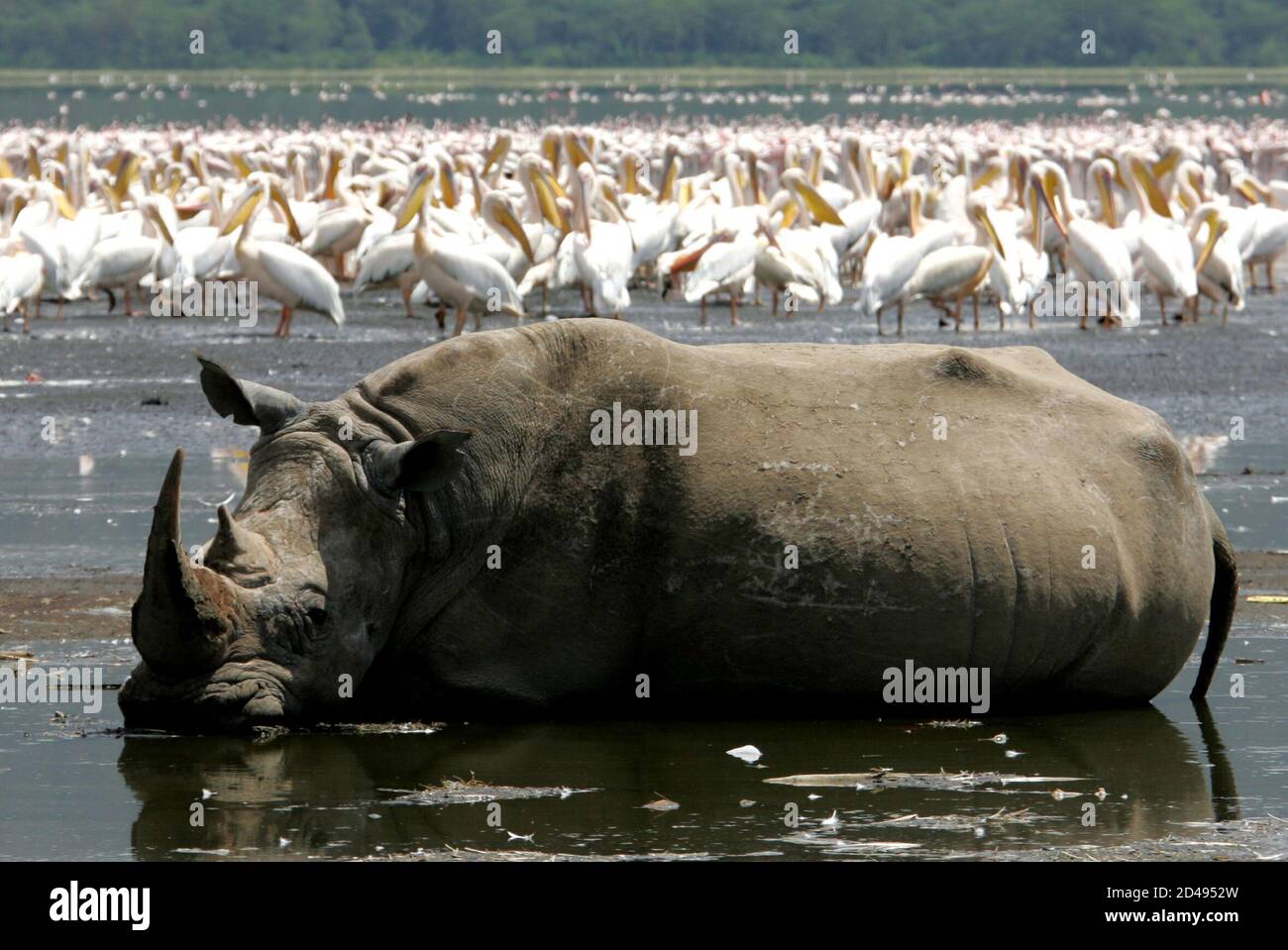 A square-lipped or white rhinocerus cools himself in the water of lake Nakuru, 120 km (74 miles) west of capital Nairobi, January 8, 2005. A new wave of poaching activities in key wildlife habitats in Kenya has killed several Elephants and Rhinos, the country's wildlife agency Kenya Wildlife Services (KWS) said. Even though Kenya has declared its elephants and rhinos endangered species and banned any trade on them or their products, the animals remain highly vulnerable to poaching, despite efforts by KWS to safeguard them. Kenya lost 15 of its 450 rhinos to poachers in the last year. REUTERS/R Stock Photo