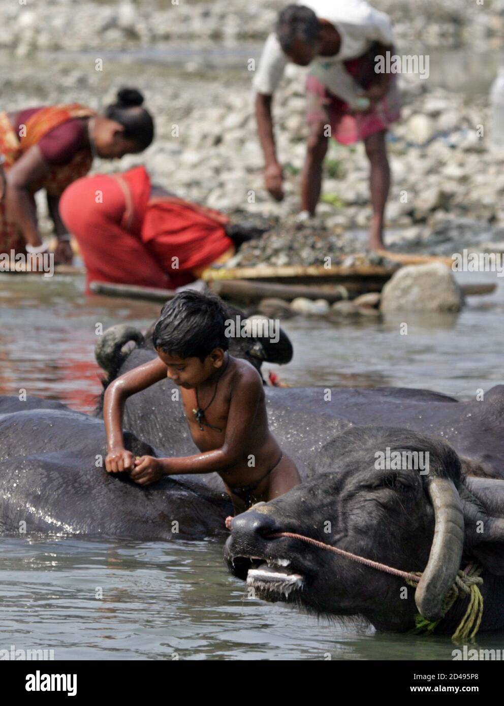 buffalo river work on An Indian Boy Scrubs A Buffalo In The Mahananda River In Siliguri In Northeastern India March 5 2005 Over 400 Million People In India Live Below The Internationally Agreed Poverty Line Living