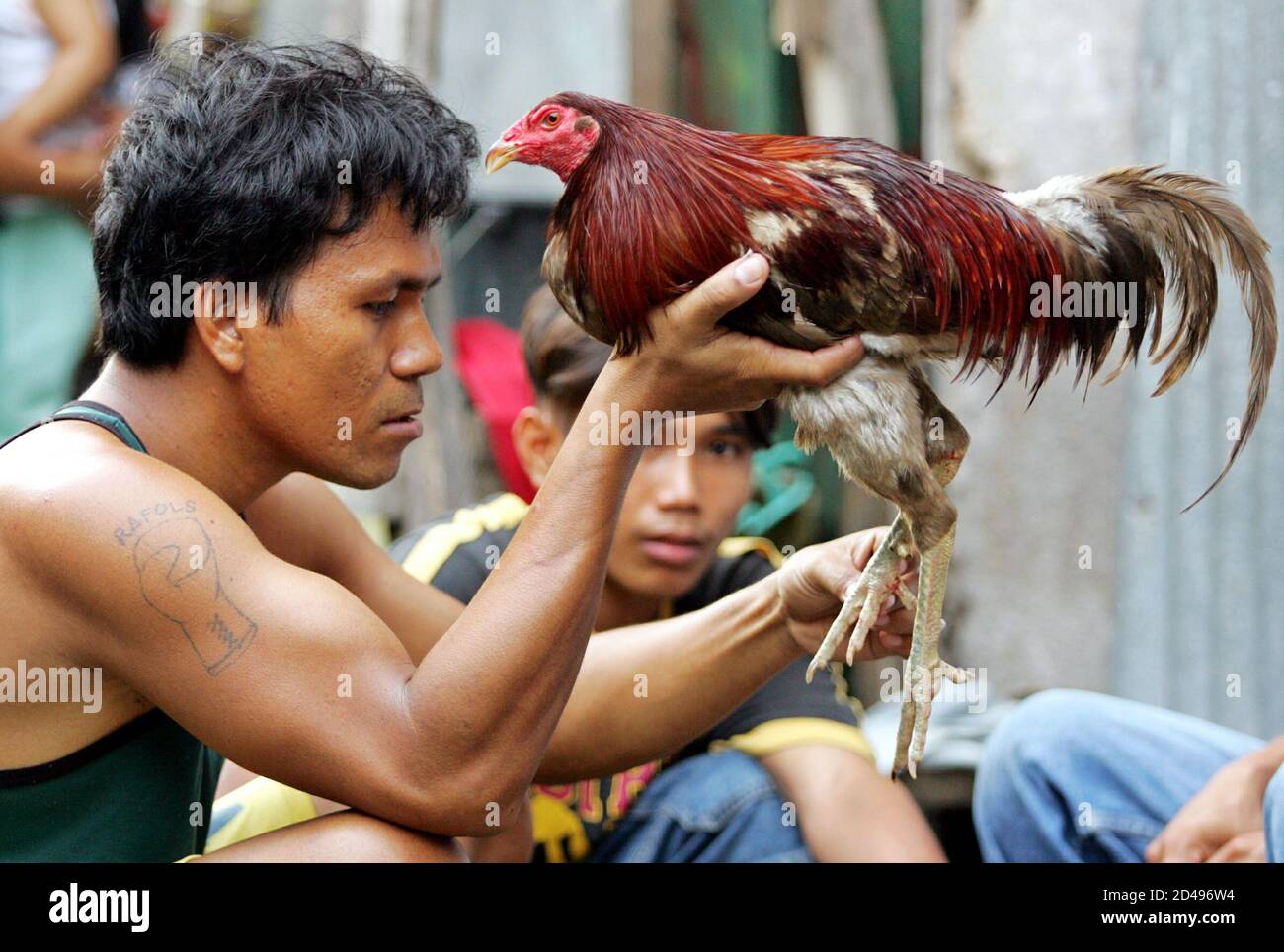 Cockfighting In The Phillipines