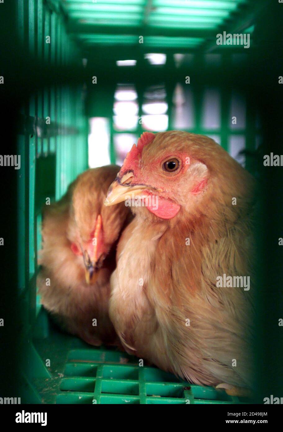 Chickens sit in a cage prior to being slaughtered in Hong Kong May 19, 2001. Hong Kong continues to kill all of its 1.2 million live poultry on Saturday to halt the spread of as avian bird flu. The government effort was designed to stop the strain from mixing with other viruses which may harm humans. The poultry trade is expected to receive compensation totalling HK$80 million (US$10.26 million) from the government as a result of the ongoing effort to slaughter all poultry in Hong Kong. Stock Photo