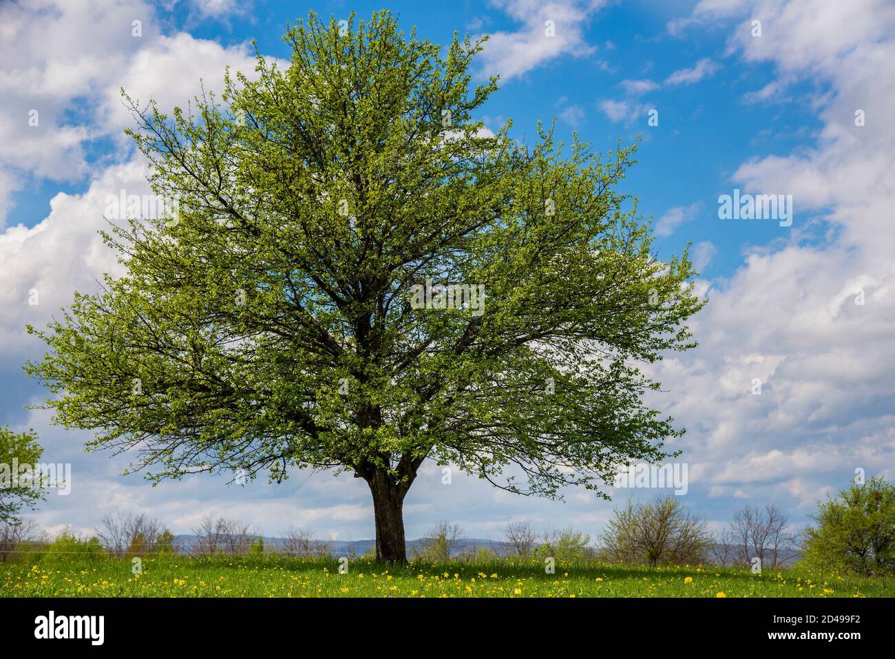 Beautiful spring landscape in Adygea, Russia Stock Photo - Alamy