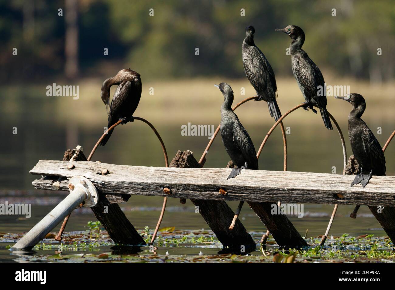 Brisbane, Queensland, Australia. 14th Aug, 2020. Little Black Cormorants (Phalacrocorax