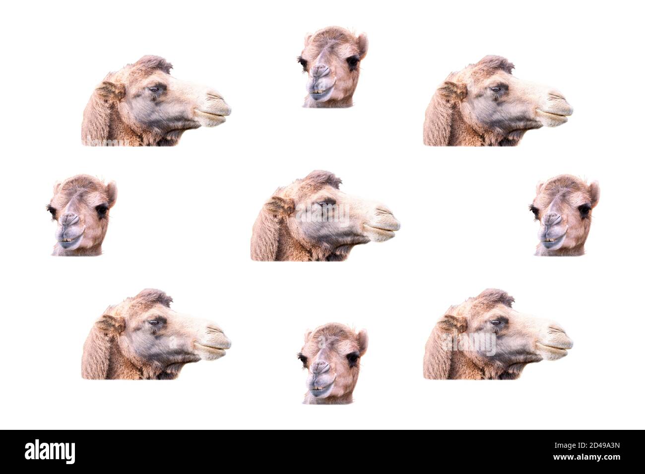 Composition of camel heads on a white background. Concept of wild animals Stock Photo - Alamy Composition of camel heads on a white background. Concept of wild animals Stock Photo - Alamy
