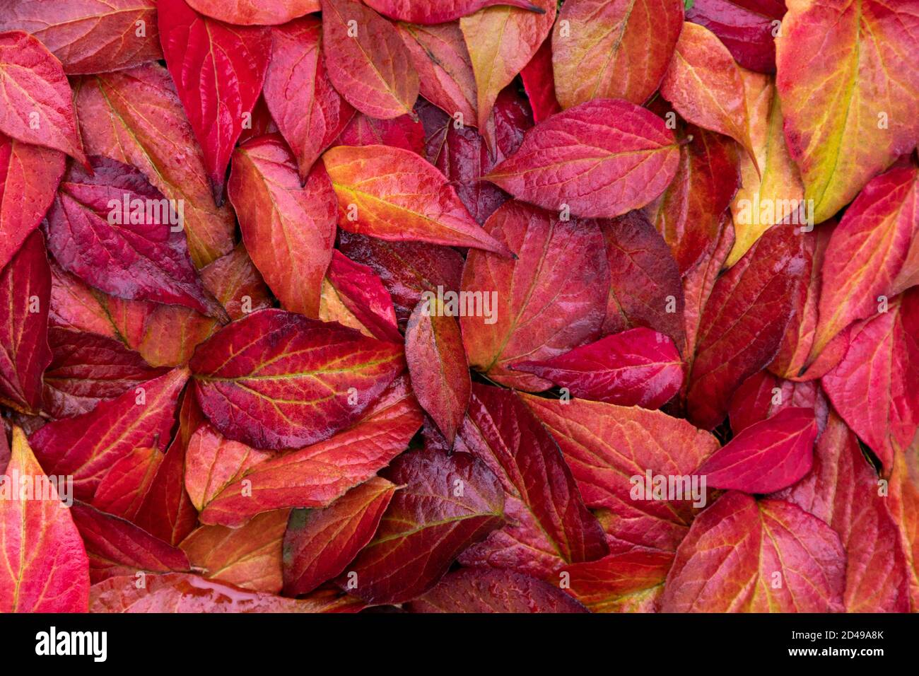 Beautiful autumnal background with red leaves, Germany. Stock Photo