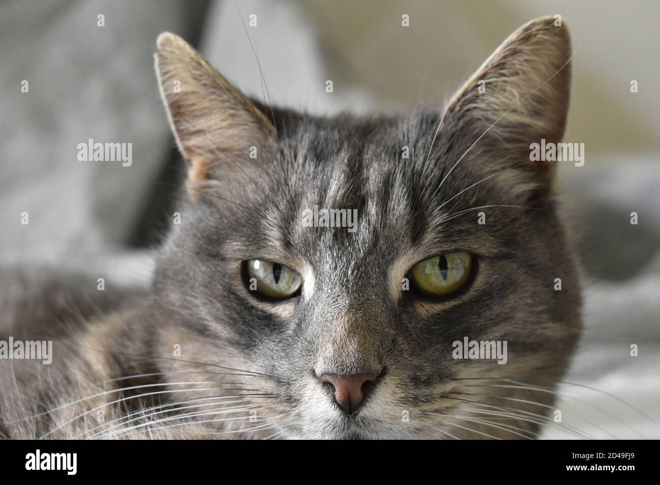 My lovely and friendly neighbor cat Stock Photo Alamy