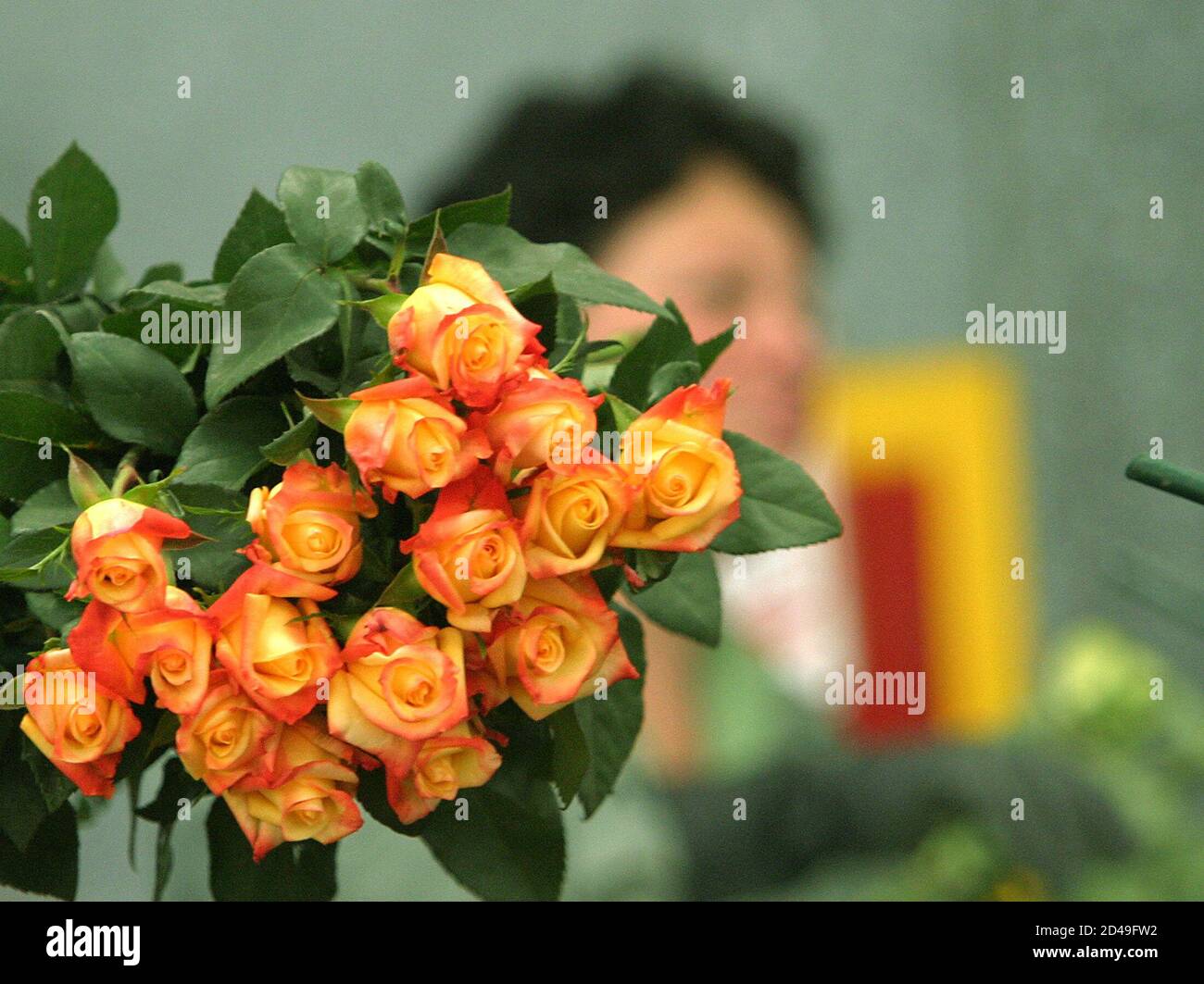 A Colombian woman prepares flowers for export ahead of Valentine's Day in  Tenjo, Cundinamarca province, February 11, 2004. Colombia is the world's  second largest flower exporter, and Valentine's Day shipments are the