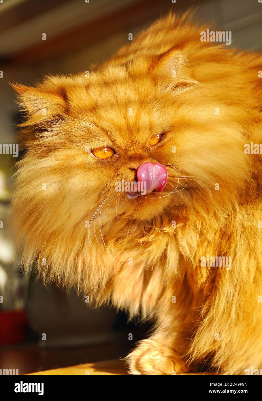 red cat stock photography and images -