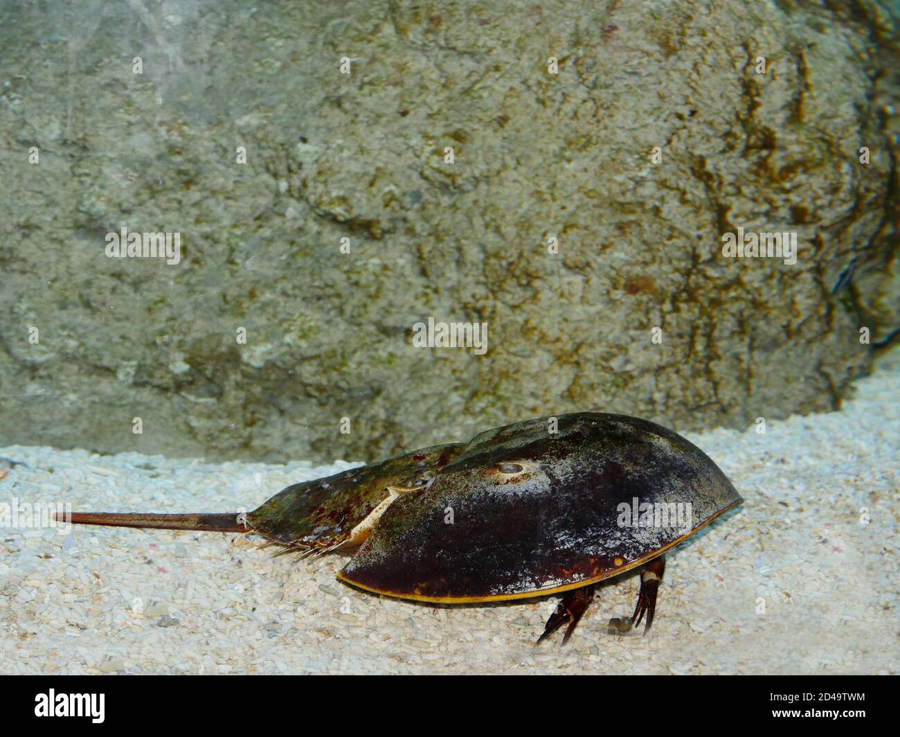 Limulus Sp Atlantic horseshoe crab hi-res stock photography and images - Alamy