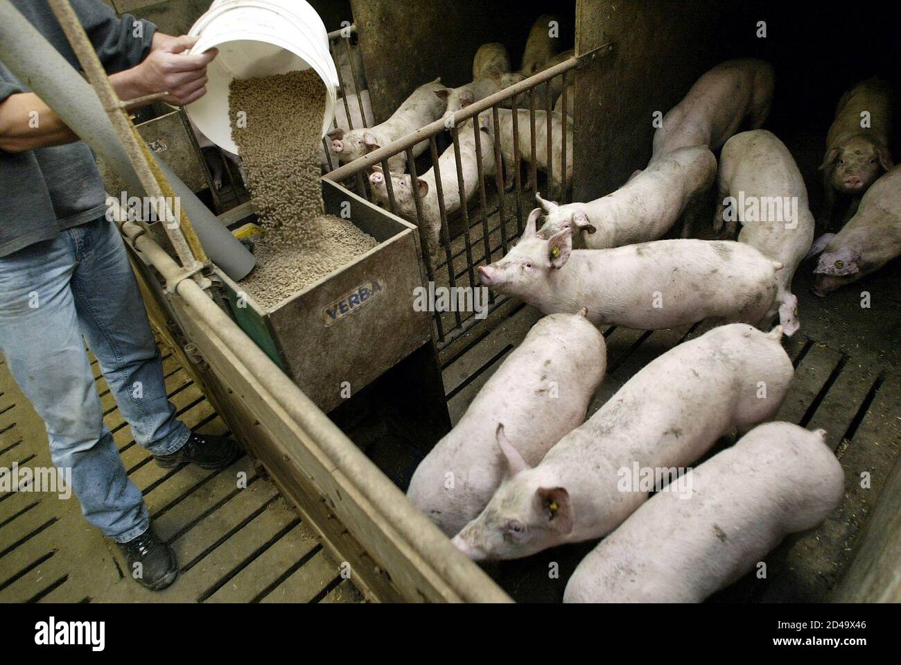 An Unidentified Pig Farmer Pours Grain Based Feed Into A Trough In Benschop In The Centre Of The Netherlands July 5 2002 Dutch Pig Farmers Are Once Again Under Pressure Because Of A