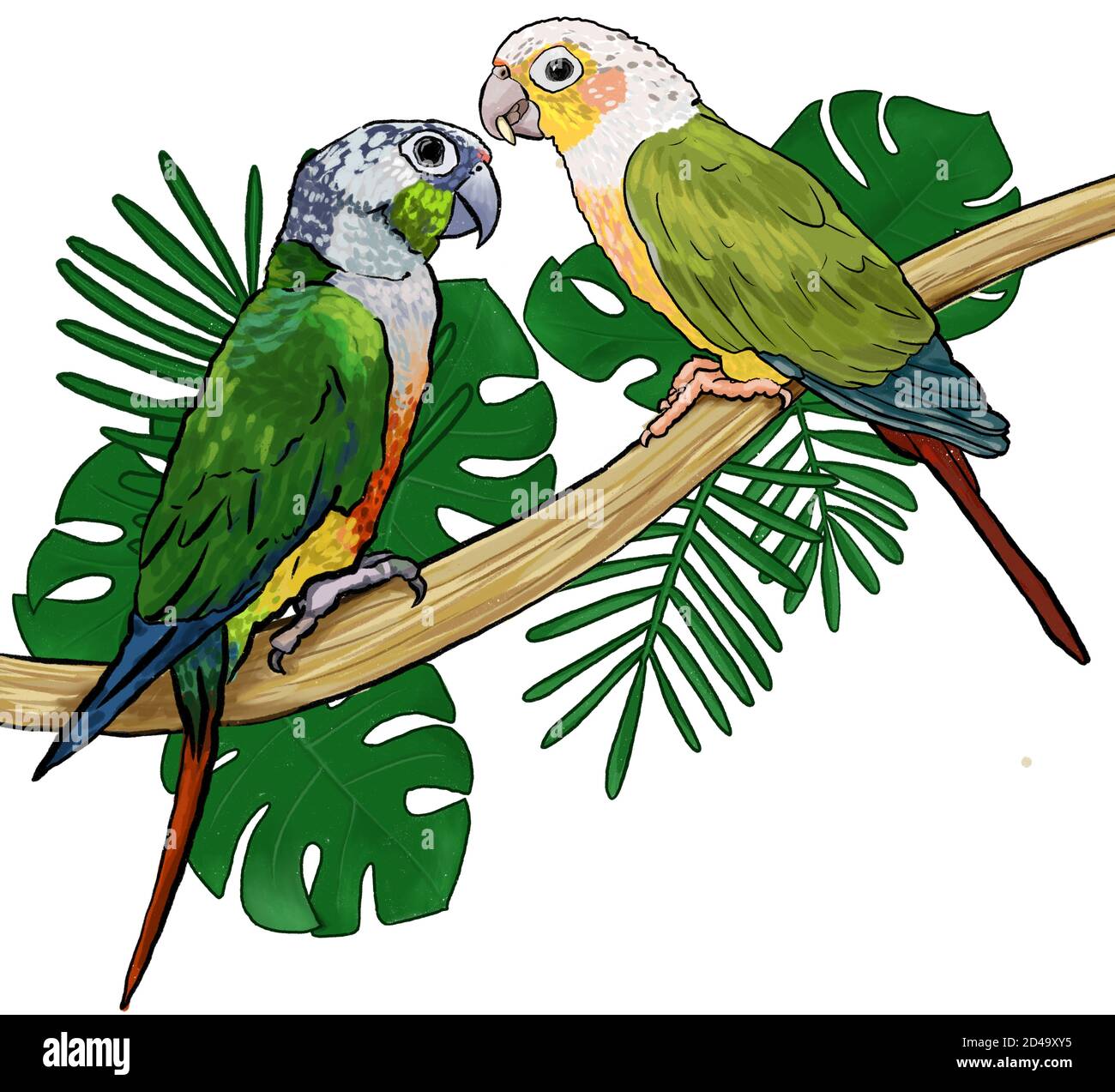 Pair Parrots tropical exotic birds sitting on branch monstera and palm leaves hand drawn illustration cketch style Stock Photo