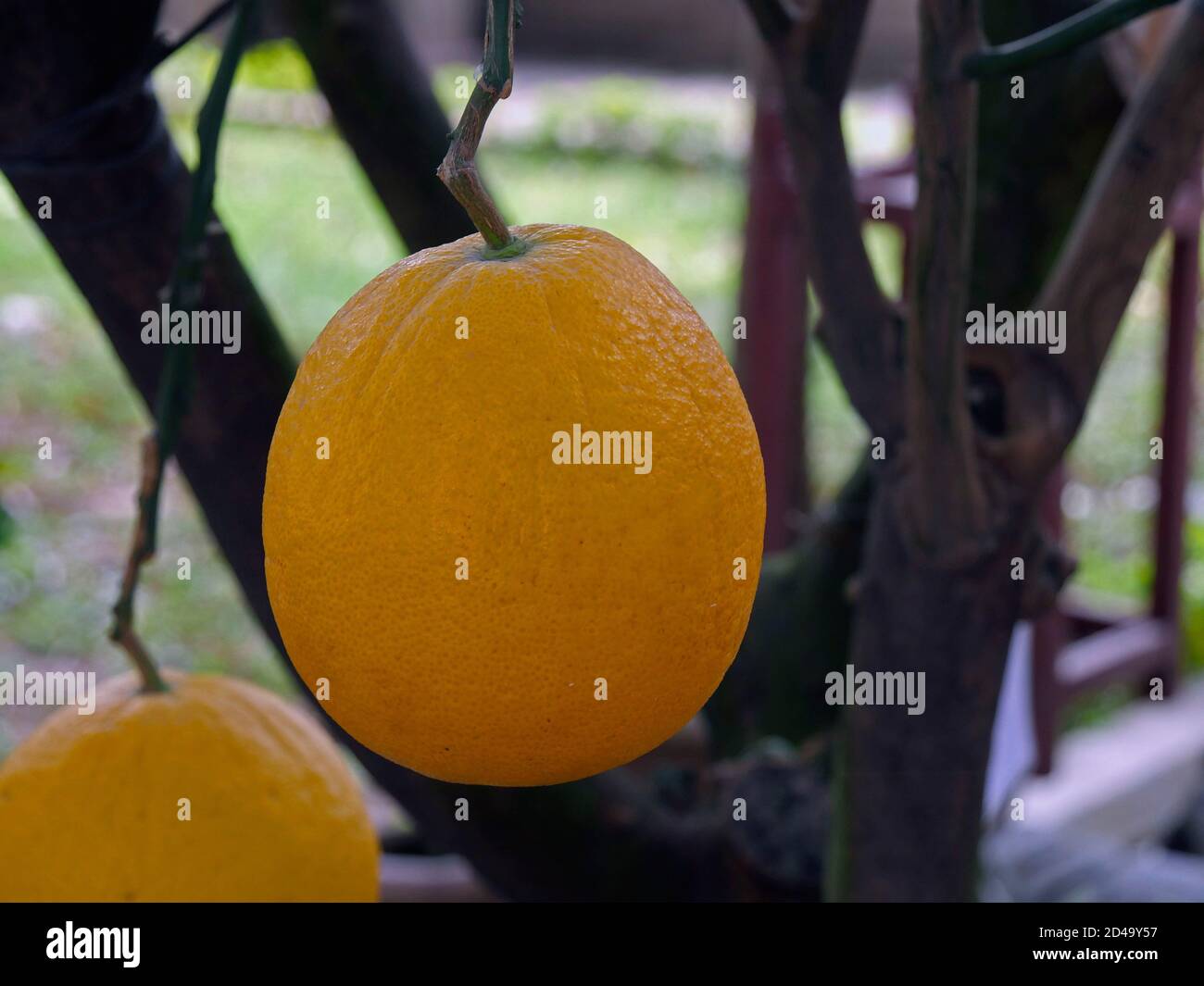 Grapefruit, citrus grandis, Hanoi, Vietnam Stock Photo Alamy