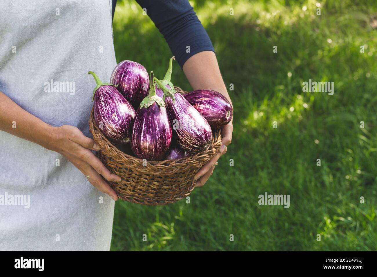 fresh ripe eggplant in a basket in the hands of a woman farmer Stock